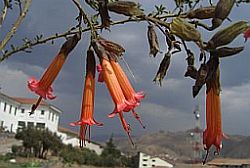 Cantutas - Cuzco